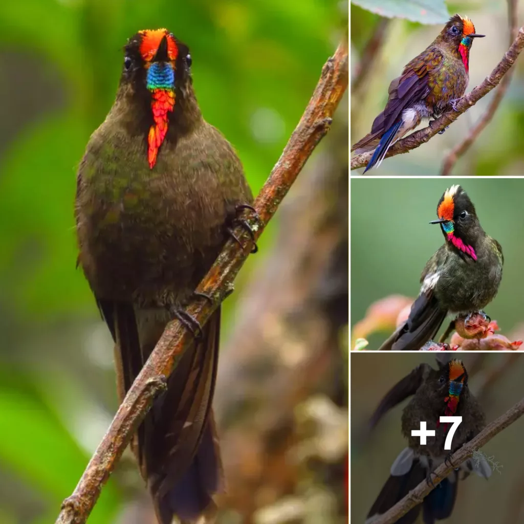 Meet the Rainbow-Bearded Thornbill: A Mesmerizing Bird with Stunning Plumage