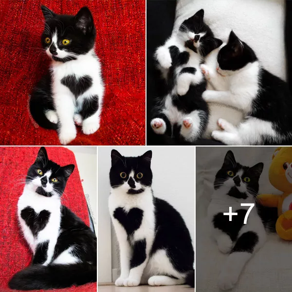 Irresistible Cuteness: Zoe the Cat Captivates with Heart-Shaped Patch